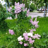 Стоит нарядная сирень во всей красе благоухая! :: Ольга Довженко