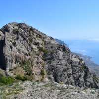 Природа Крыма :: Amazing Cosmea Природа Крыма :: Amazing Cosmea