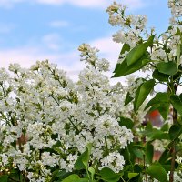 Сиреневый май :: Светлана 