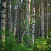 * :: Александр Иванов