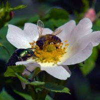 за общим столом ) :: Всеволод 