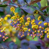 Барбарис :: Юрий Яловенко