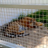 В ростовском зоопарке :: Нина Бутко В ростовском зоопарке :: Нина Бутко