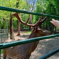 В ростовском зоопарке :: Нина Бутко В ростовском зоопарке :: Нина Бутко