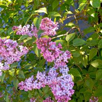 Сирень :: Светлана Мишенёва