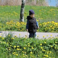 Среди одуванчиков :: Мария Васильева