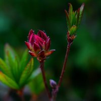 Рододендрон :: Наталья Лакомова Рододендрон :: Наталья Лакомова