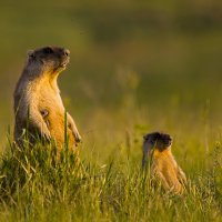 Байбаки :: Валерий Черняк