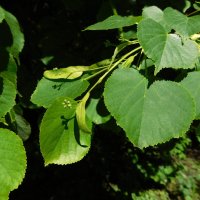 Липа мелколистная расцветает :: Наиля Липа мелколистная расцветает :: Наиля