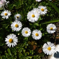 Маргаритка многолетняя :: Наиля 