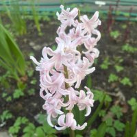 Гиацинт :: Наталия Павлова