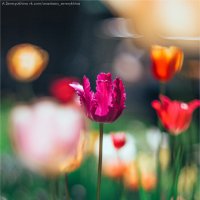 Разные тюльпаны :: Анастасия Северюхина