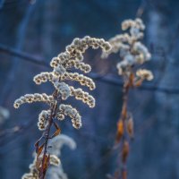 Гербарий :: Наталья Rosenwasser