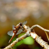 из позавчерашней съёмки 2 :: Александр Прокудин