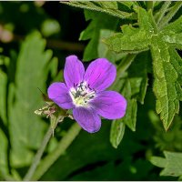 Вторая половина мая... :: Aquarius - Сергей