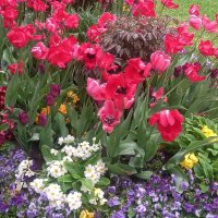 Весна :: Сапсан 