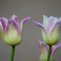 *** :: Иван Литвинов