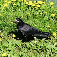 Грач на берегу водоёма. :: Милешкин Владимир Алексеевич 