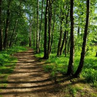 Летние мотивы :: Андрей Лукьянов