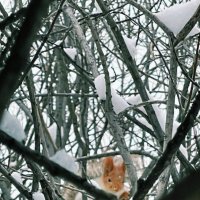 Белочка :: Георгиевич 