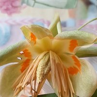 Лириодендрон тюльпановый, или тюльпанное дерево :: Tata Wolf