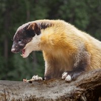 Харза :: SanSan 