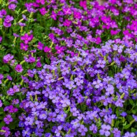 Весна :: Петр 