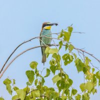 золотистые щурки :: юрий макаров золотистые щурки :: юрий макаров
