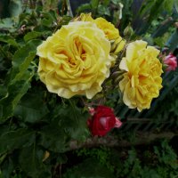 Жёлтая роза :: Валентин Семчишин Жёлтая роза :: Валентин Семчишин