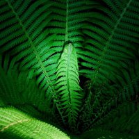 ПРИНЦЕССА БИОНИКА. Био́ника (от др.-греч. βίον — живущее) :: Юрий Вовк