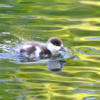 Утёнок огаря :: Константин Анисимов