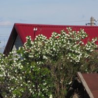 майская зарисовка :: Елена Шаламова