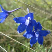 Живокость :: Anna Ivanova