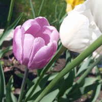 Двое :: Елена Семигина