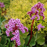 Бадан толстолистный :: Рита Симонова