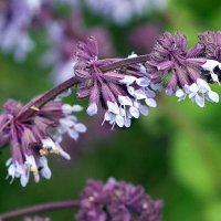 Цветение.Шалфей :: ZNatasha -