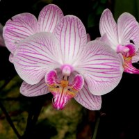 " :: Светлана Хращевская