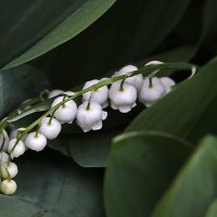 Ландыши, ландыши. светлого мая привеет... :: Светлана 