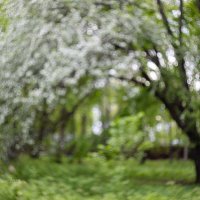 Размытый весенний пейзаж :: Александр Синдерёв