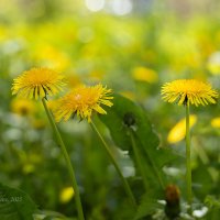 Одуванчиковая поляна :: Александр Синдерёв Одуванчиковая поляна :: Александр Синдерёв
