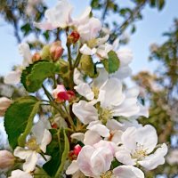 Мои любимые яблоньки цветут! :: Светлана Кузнецова