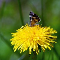 Мотылёк :: Геннадий Супрун