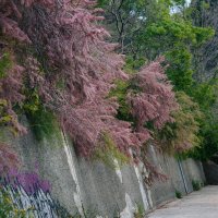 Крым. Гурзуф. Май 2025 :: Вячеслав Владимирович