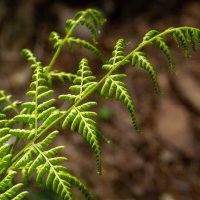 Этюд с молодым папоротником... :: Николай Гирш