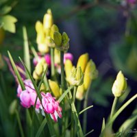 "Цветочный микс"© :: Владимир Макаров