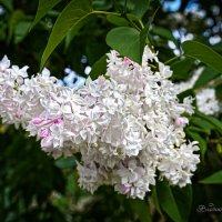 "Монастырская сирень"© :: Владимир Макаров