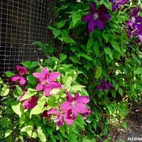 Кустарниковая лиана клематис (ломонос) фиолетовый... :: Нина Бутко