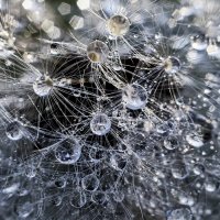 нейронные связи одуванчика :: Сергей 