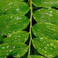 Капельки :: Галина Бобкина