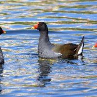 камышницы :: linnud 